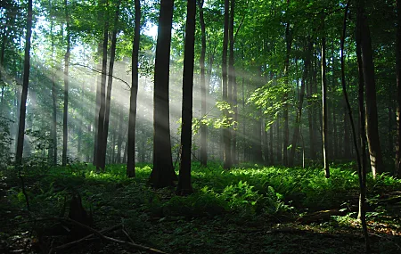 森林 阳光 树木 阳光 自然 蕨类 