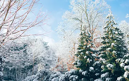 苹果树  森林 山脉 冬天 雪 松树 圣诞树 电脑壁纸 4K壁纸