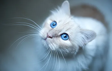 蓝眼睛 猫 动物 哺乳动物 动物的眼睛 