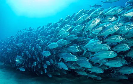 鱼 水下 海洋 水 动物 自然 极简主义 简单背景 