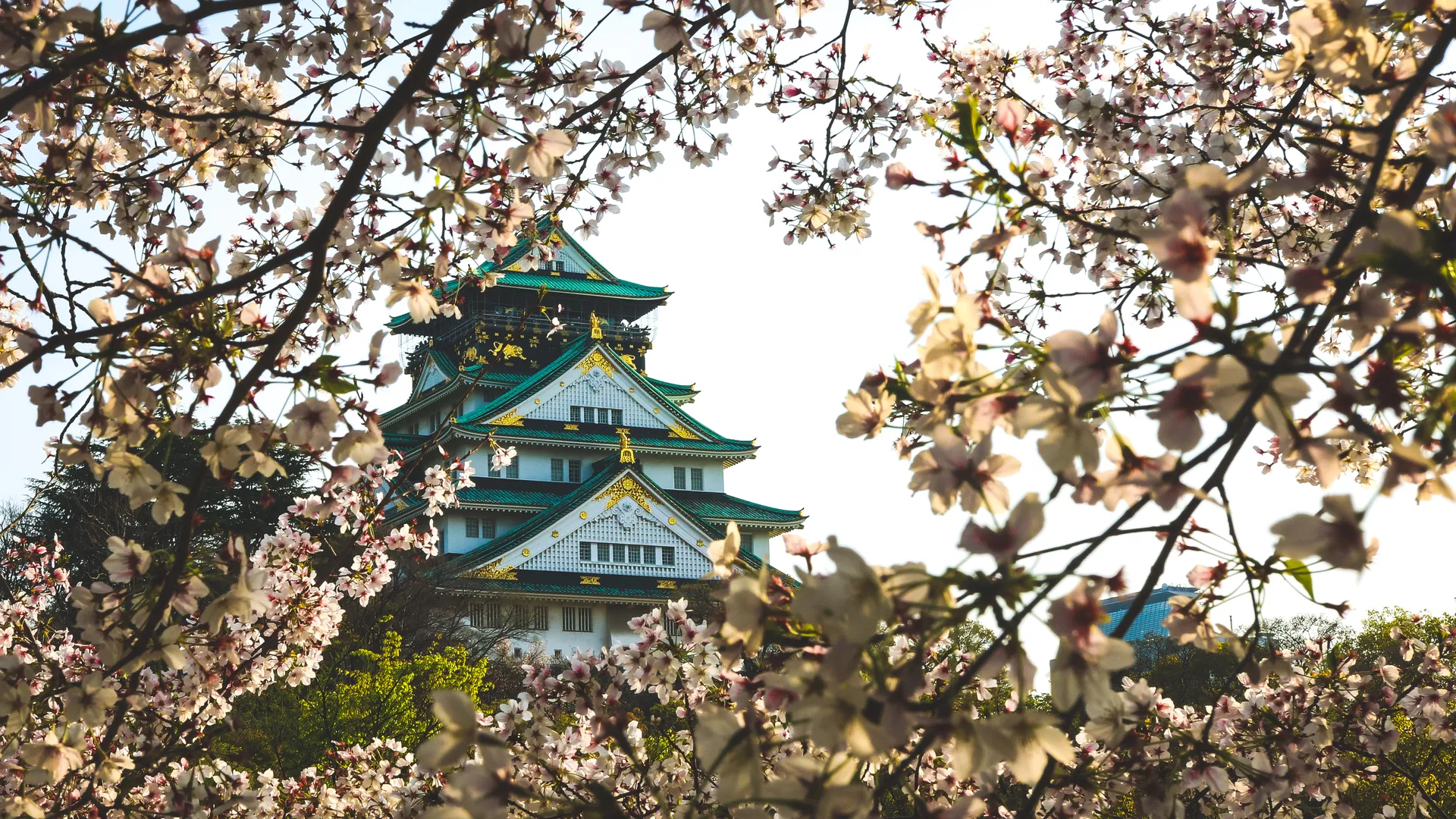 城市 建筑 景点 自然 风景 樱花 电脑壁纸 4K壁纸