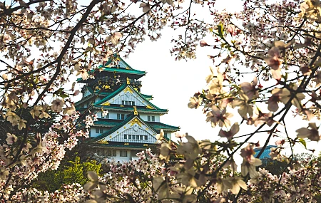 城市 建筑 景点 自然 风景 樱花 电脑壁纸 4K壁纸