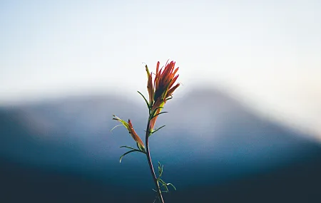 自然 植物 景深 山脉 治愈 清新 电脑壁纸 4K壁纸