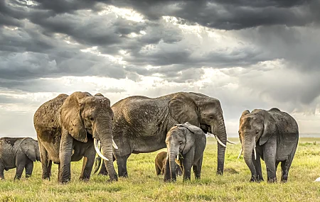 非洲 野生动物 自然 大象 动物 哺乳动物 