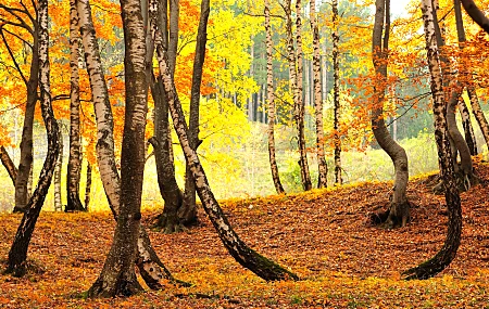 树木 秋天 树叶 大自然 黄色 桦树 落叶 