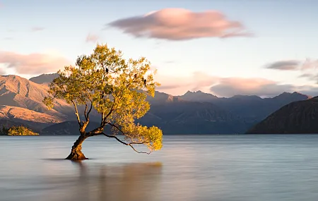 风景 纳斯卡湖 树木 自然 天空 水 新西兰 平静的水 山 