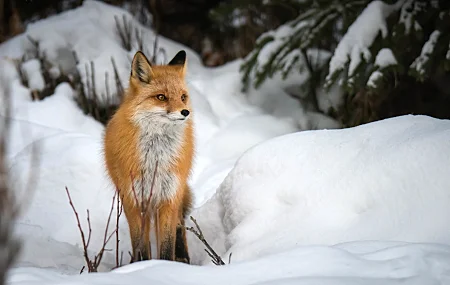 雾 雪 冬天 动物 哺乳动物 自然 