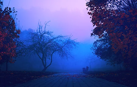 雾霾 薄雾 森林 公园 蓝色 早晨 自然 秋天 