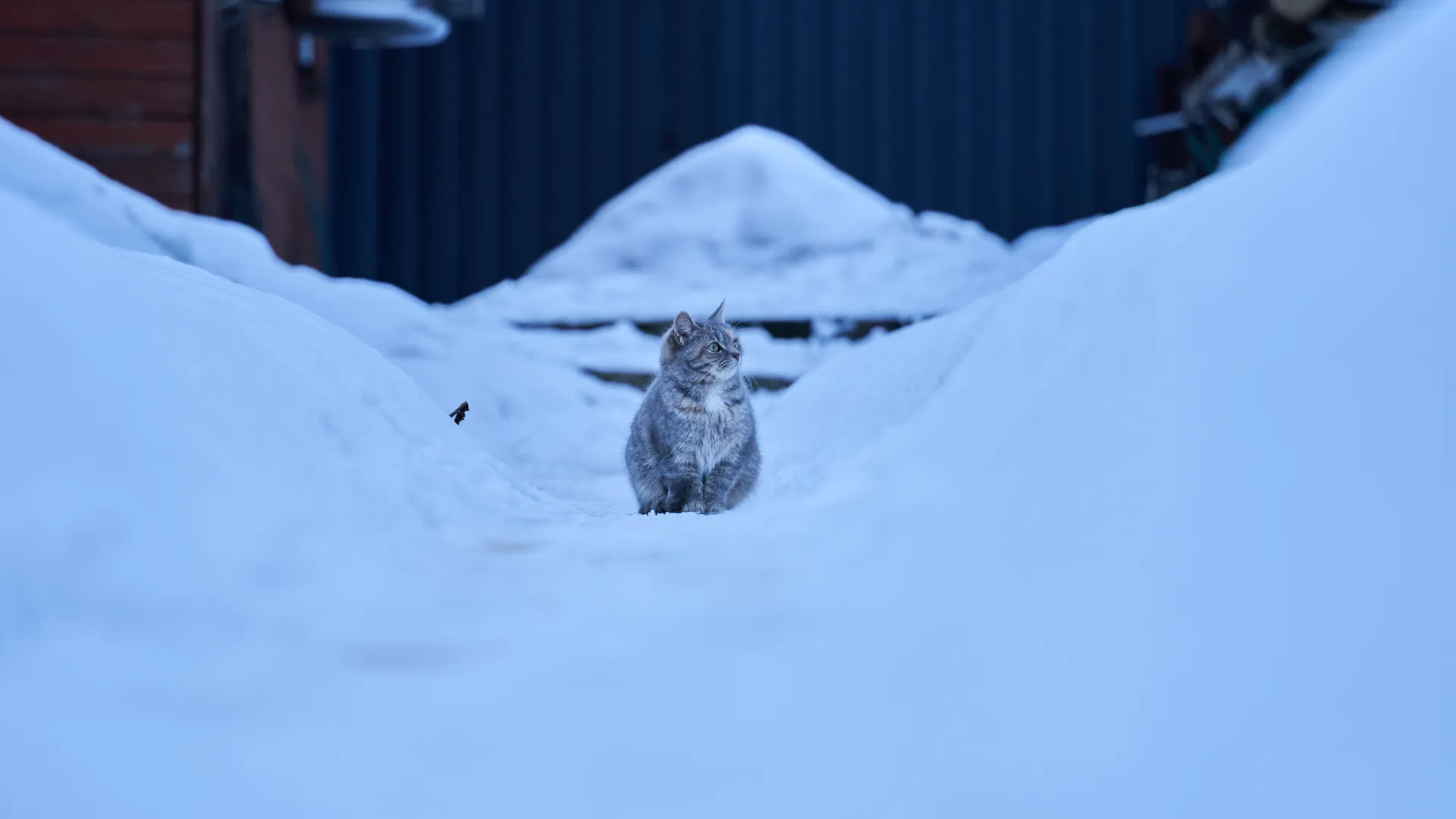 猫 冬天 寒冷 雪 动物 猫科 动物  电脑壁纸 4K壁纸