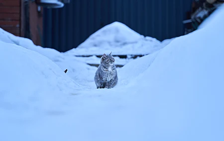 望向别处 猫 冬天 俄罗斯 寒冷 雪 动物 胡须 毛皮 猫科动物 哺乳动物 