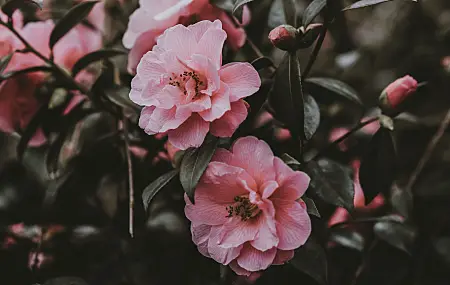 花 粉红色 野玫瑰 灌木 植物 粉红色的花 玫瑰 户外 自然 