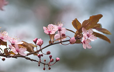 花卉 花瓣 大自然 树木 春天 淡粉色 樱花 电脑壁纸 4K壁纸