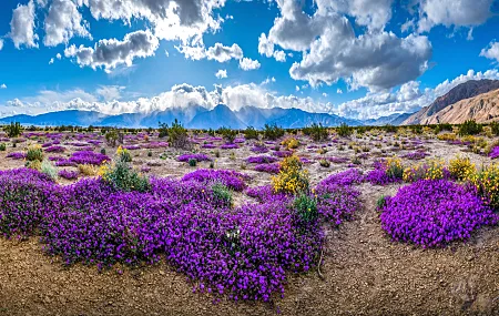 紫色 天空 自然 风景 云 花 山  电脑壁纸 4K壁纸