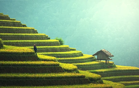 农民 自然 风景 稻田 