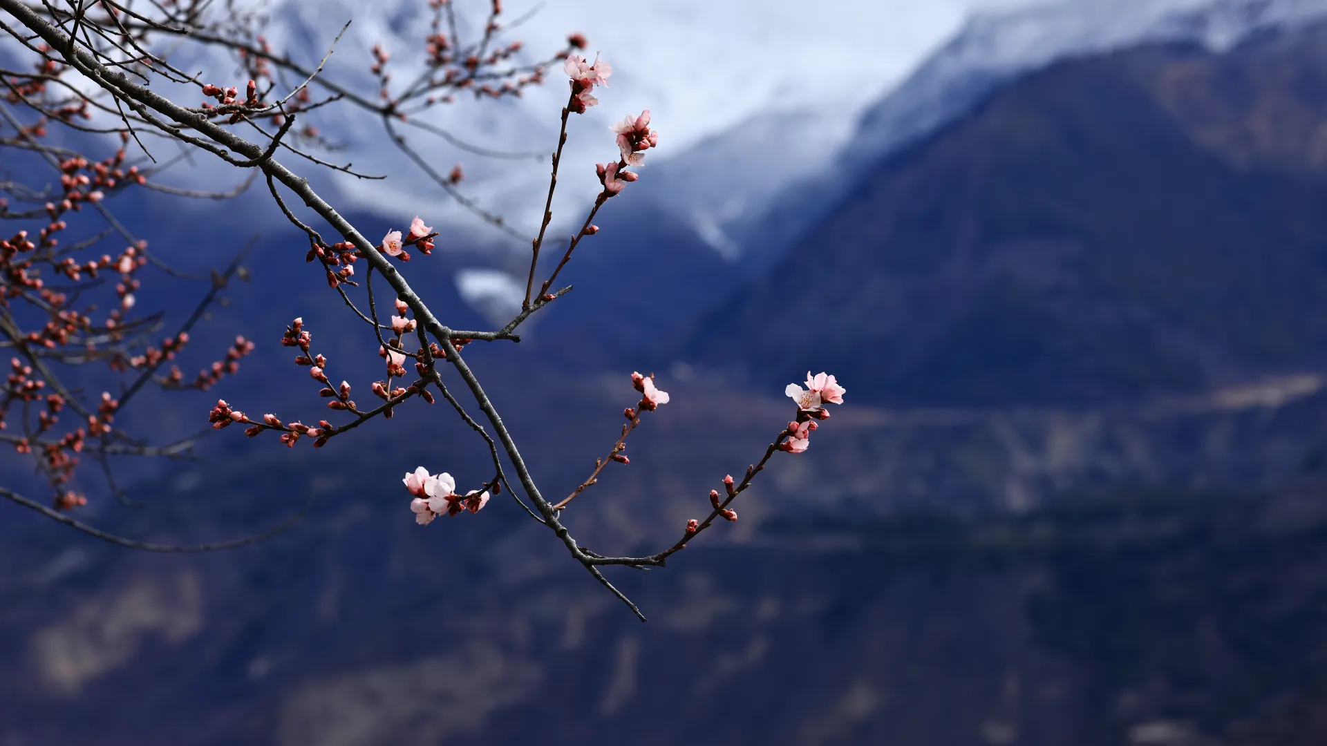 西藏 中国 雪峰 梅花 自然 景观 山脉 电脑壁纸 8K壁纸