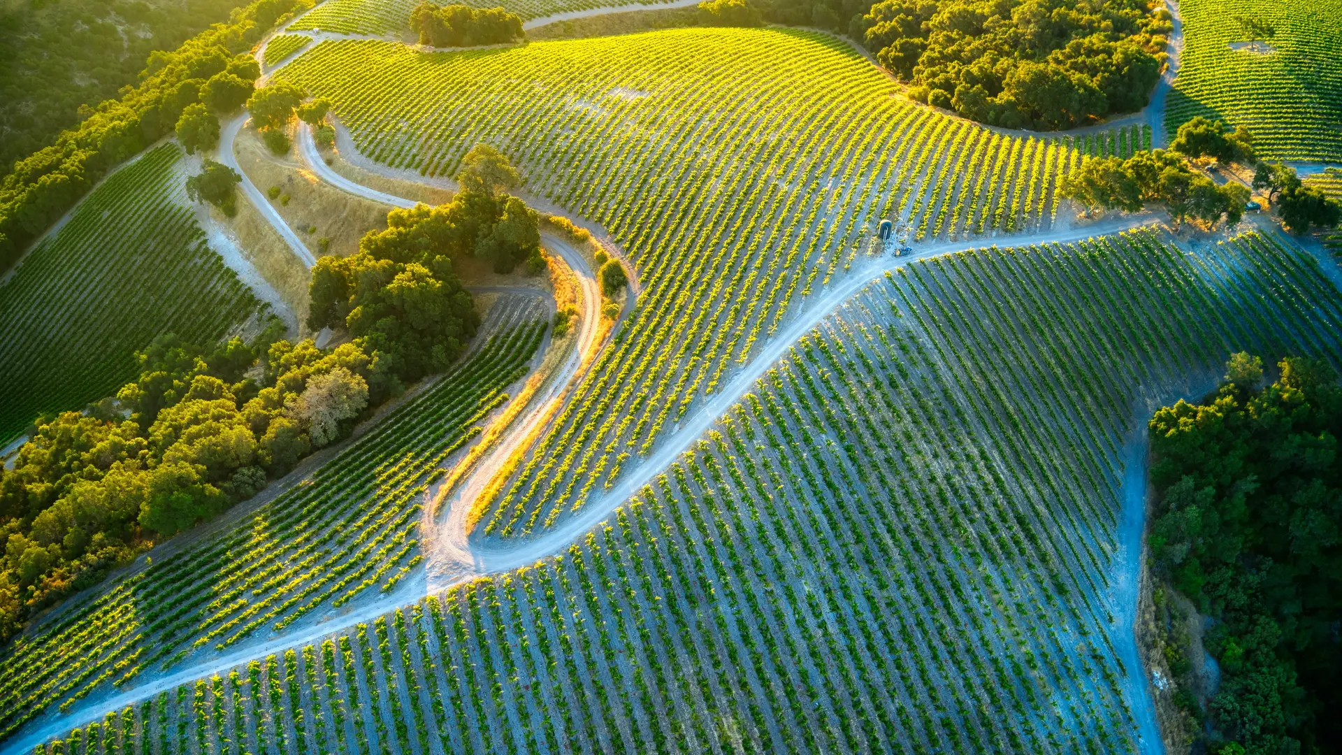 鸟瞰 葡萄园 日出 风景 绿色 治愈 清新 电脑壁纸 4K壁纸