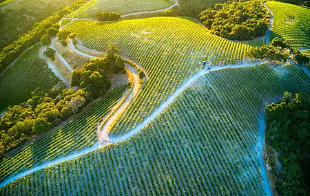 鸟瞰 葡萄园 日出 风景 