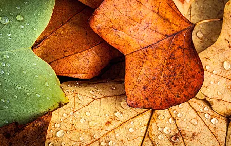 自然 树叶 特写 宏图 秋天 水滴 潮 植物 