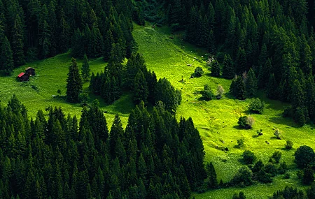 自然 风景 树木 松树 小山 森林 小屋 草 绿色 