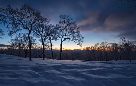 黑暗 阳光 户外 冬天 雪 冰 冷 自然 树木 天空 