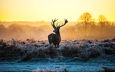 鹿 雄鹿 动物 自然 景观 阳光 早晨 霜冻 鹿角 哺动物 冷 冬天 冰 户外 