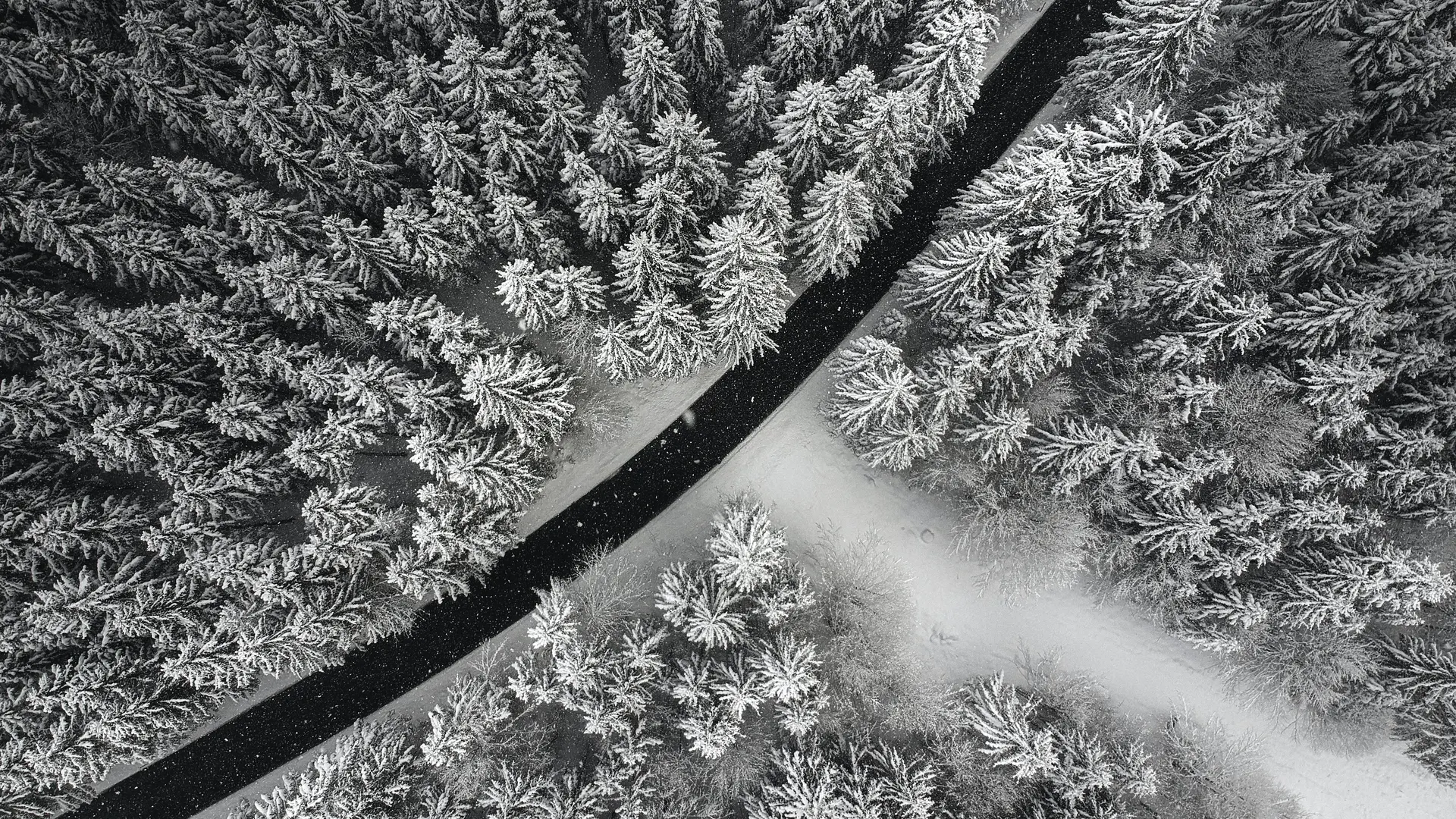 自然 摄影 风景 森林 道路 雪 树  4K壁纸