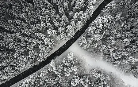 自然 摄影 风景 森林 道路 雪 树  4K壁纸