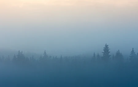 雾 树木 景观 蓝色 形状 森林 
