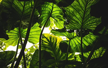 植物 绿色 自然 虫眼  4K壁纸