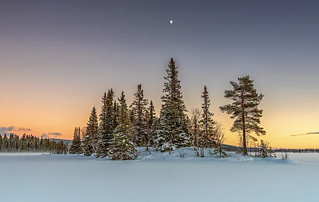 自然 风景 冬季 雪 橙色天空 松树 