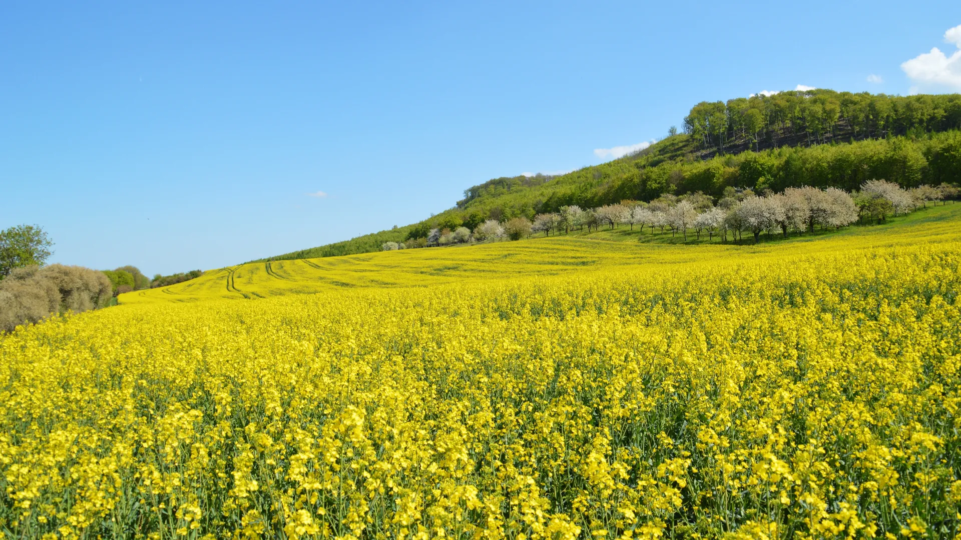 自然 田野 花 天空 春天 油菜花 4K壁纸