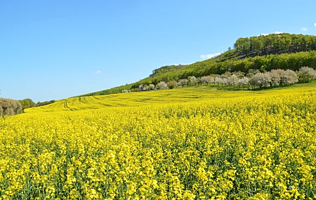 自然 田野 花 天空 春天 油菜花 4K壁纸