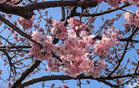  自然 粉色 花卉 植物 树枝 樱花 摄影 