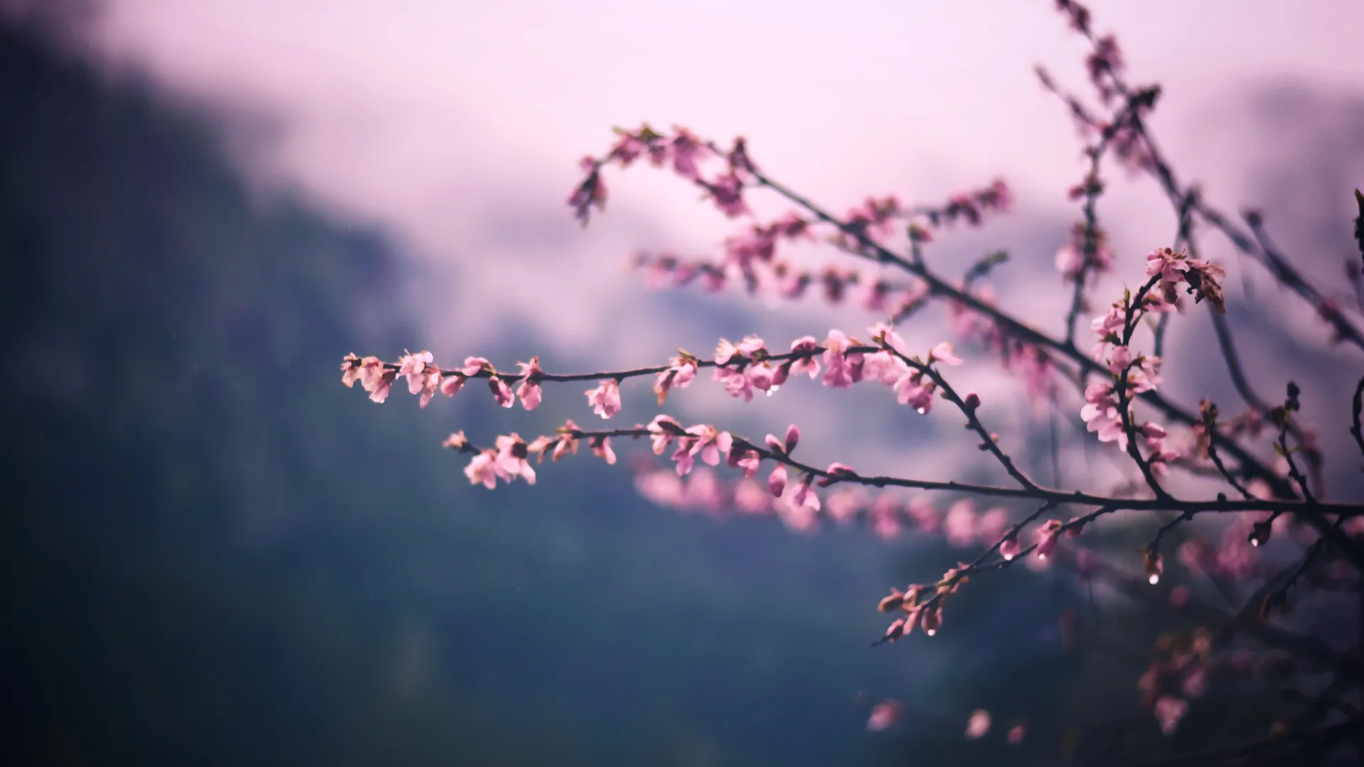 摄影 植物 户外 粉色花朵 花朵 4K壁纸