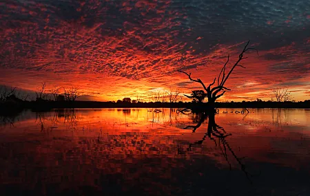 风景 云彩 湖泊 天空 日落 剪影 红色 枯树 橙色天空 反射 自然 阳光 天空 