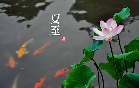 植物 叶子 鱼 汉字 