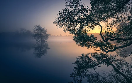 自然 湖泊 薄雾 早晨 平静的水 倒影 树枝 平静 树木 