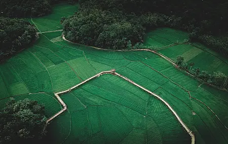 风景 鸟瞰 农场 树木 田野 草地 森林 自然 远景 绿色 4K壁纸