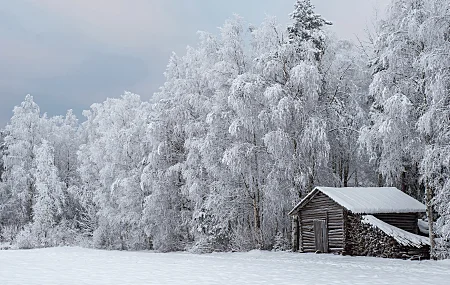 自然 冬天 冰雪 寒冷 户外 树木 小屋 