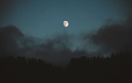 自然 云彩 松树 森林 月亮 月光 夜晚 天空 