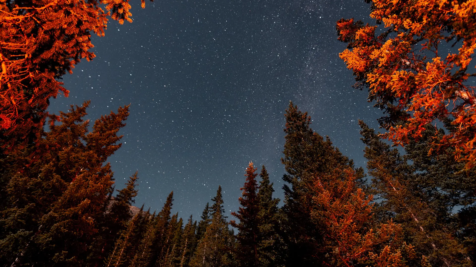 自然 树木 森林 风景 繁星 星夜 