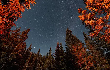 自然 树木 森林 风景 繁星 星夜 4K壁纸