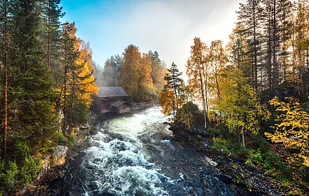 水 户外 河流 自然 芬兰 树木 秋天 薄雾 早晨 
