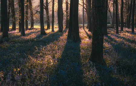 森林 自然 树木 花朵 薄雾 日出 日落 夕阳辉光 草 