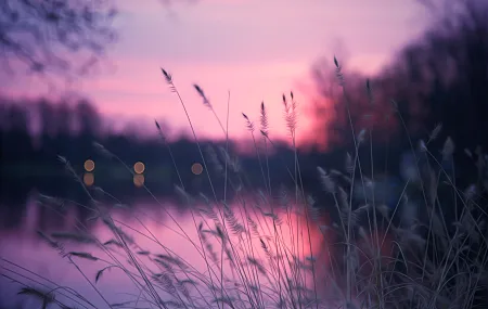 紫色 湖 植物 穗 性质 芦苇 黄昏 