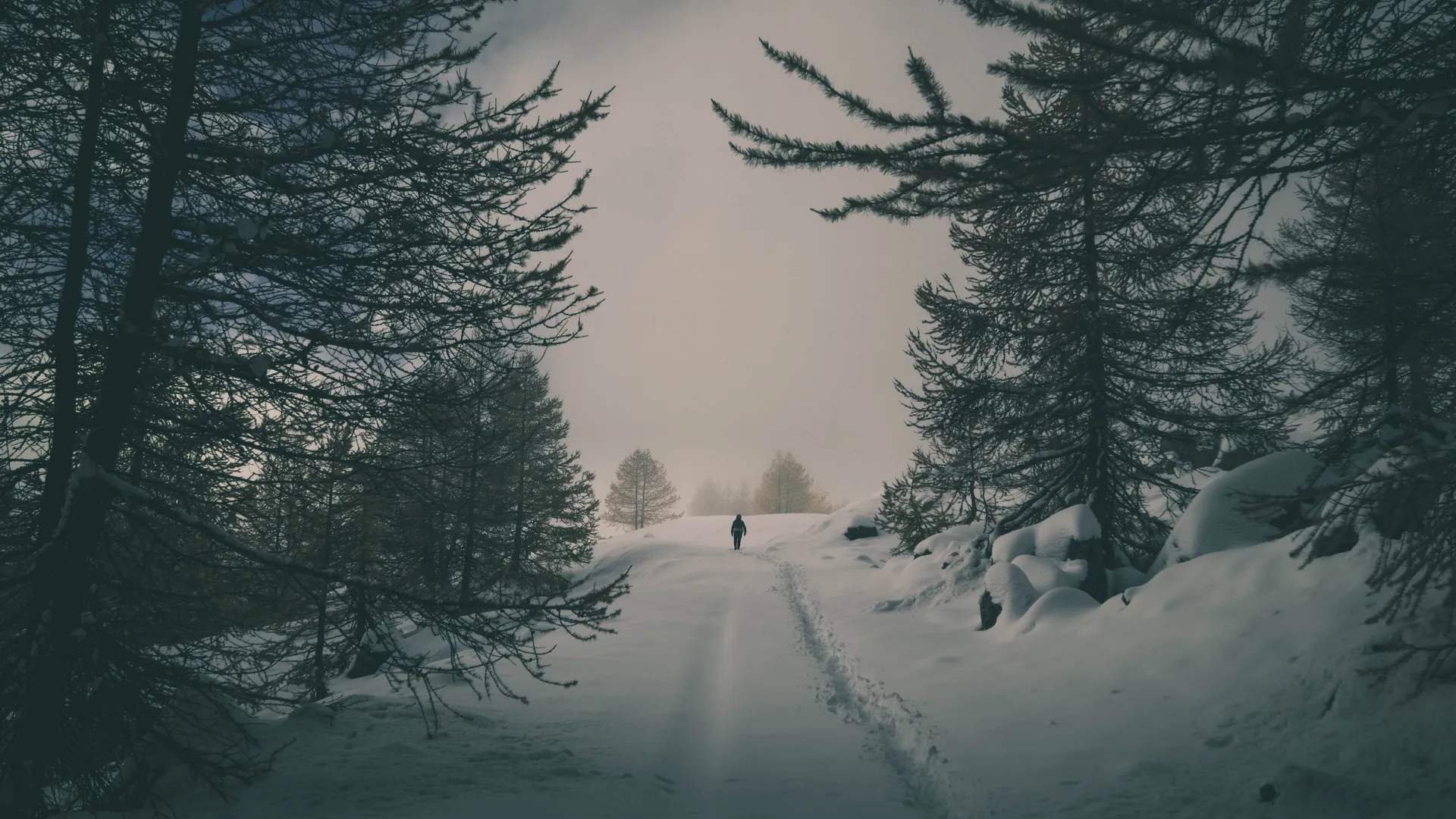 风景 雪 森林 树木 冬天 4K壁纸