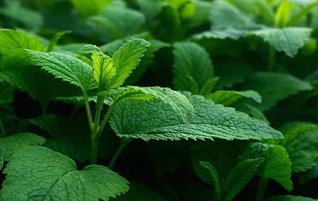 绿色 自然 植物 摄影 春天 景深 