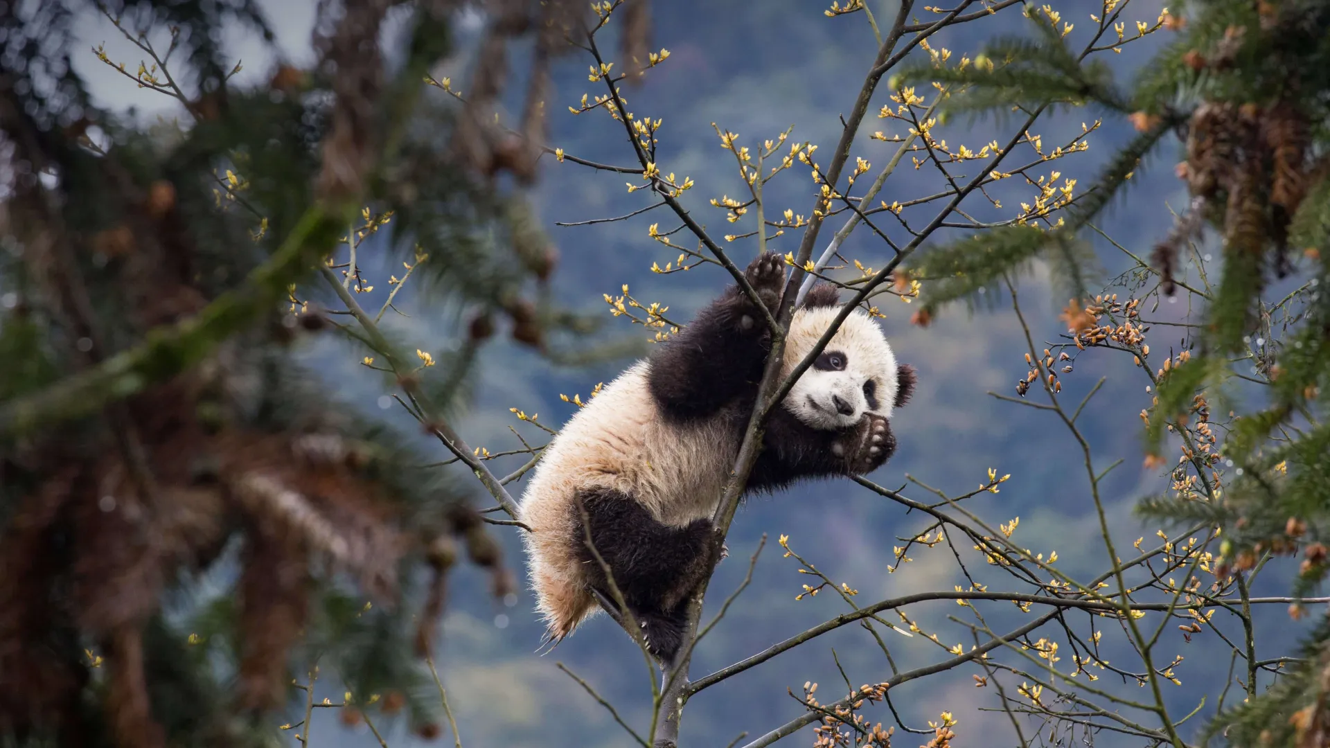 熊猫 树 自然 动物 分支 简单背景 极简主义 4K壁纸