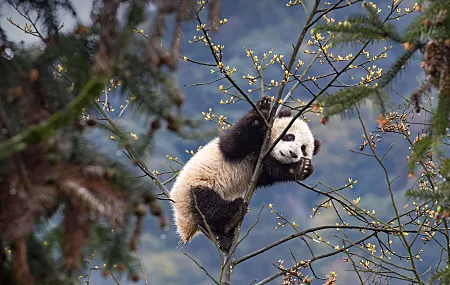 熊猫 树 自然 动物 分支 简单背景 极简主义 