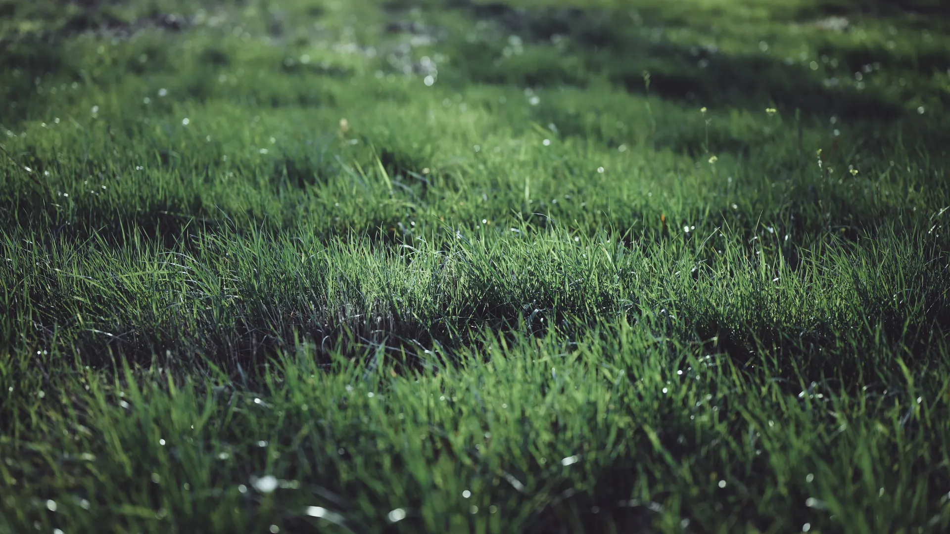 乔纳森·柯里 草 植物 户外 摄影 对比度 波克 自然 露水 